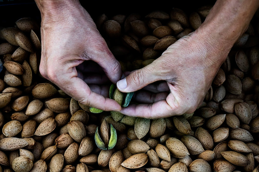hands cracking almonds to make fresh organic almond milk
